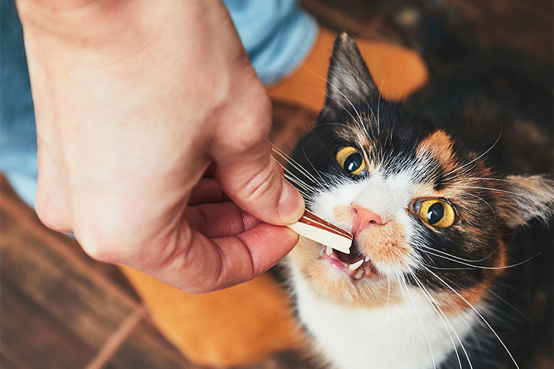 cat eating dental treat